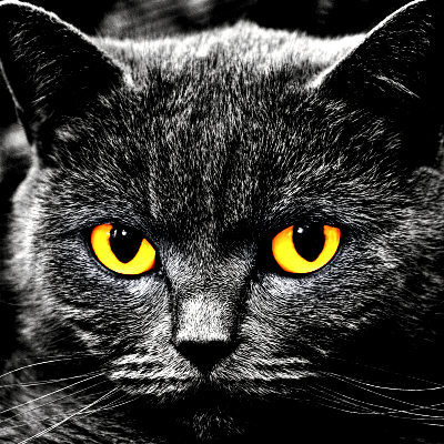 Black Cat PFP 12 - Free profile picture