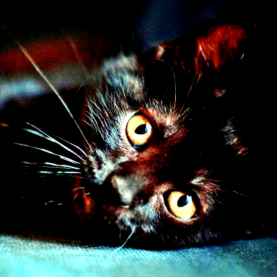 Black Cat PFP 19 - Free profile picture