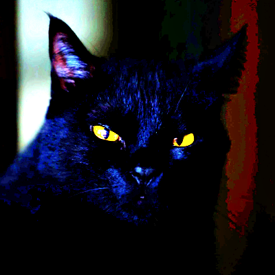 Black Cat PFP 20 - Free profile picture