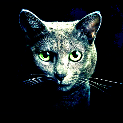 Black Cat PFP 7 - Free profile picture