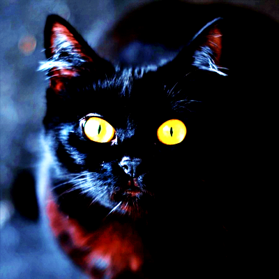 Black Cat PFP 9 - Free profile picture