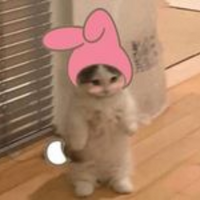 Cat PFP 12 - Free profile picture