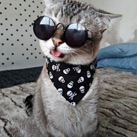 Cat PFP 13 - Free profile picture