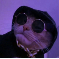 Cat PFP 16 - Free profile picture