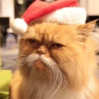 Cat PFP 42 - Free profile picture