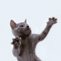 Cat PFP 43 - Free profile picture