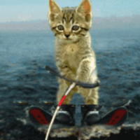 Cat PFP 48 - Free profile picture