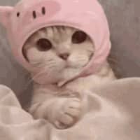 Cat PFP 52 - Free profile picture