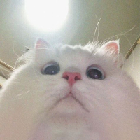 Cat PFP 57 - Free profile picture