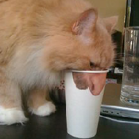 Cat PFP 58 - Free profile picture