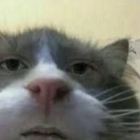 Cat PFP 59 - Free profile picture