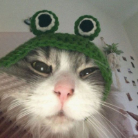 Cat PFP 61 - Free profile picture