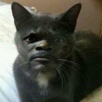 Cat PFP 62 - Free profile picture