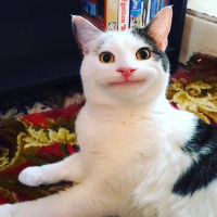 Cat PFP 63 - Free profile picture