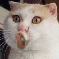 Cat PFP 64 - Free profile picture