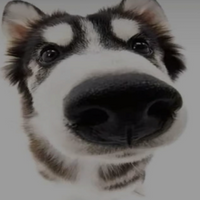 Dog PFP 10 - Free profile picture