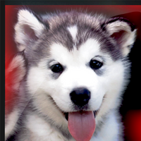 Dog PFP 12 - Free profile picture