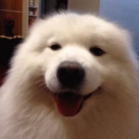 Dog PFP 13 - Free profile picture