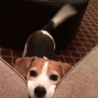 Dog PFP 14 - Free profile picture