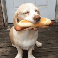 Dog PFP 17 - Free profile picture