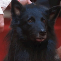 Dog PFP 18 - Free profile picture