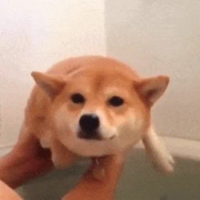 Dog PFP 19 - Free profile picture