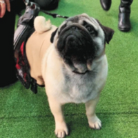 Dog PFP 20 - Free profile picture