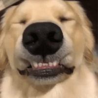 Dog PFP 21 - Free profile picture