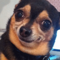 Dog PFP 22 - Free profile picture