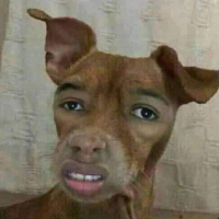 Dog PFP 24 - Free profile picture