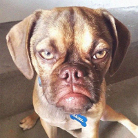 Dog PFP 25 - Free profile picture