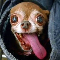 Dog PFP 27 - Free profile picture