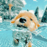 Dog PFP 28 - Free profile picture