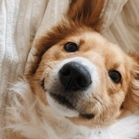 Dog PFP 3 - Free profile picture