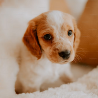 Dog PFP 4 - Free profile picture