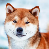 Dog PFP 9 - Free profile picture