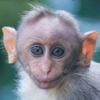 Monkey PFP 1 - Free profile picture