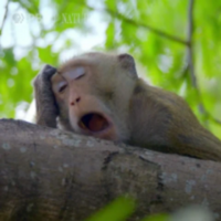 Monkey PFP 12 - Free profile picture