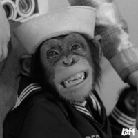 Monkey PFP 14 - Free profile picture