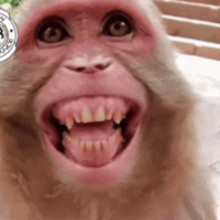 Monkey PFP 15 - Free profile picture