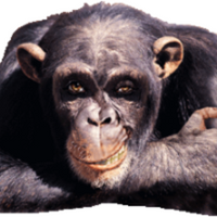 Monkey PFP 17 - Free profile picture