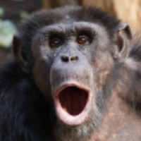 Monkey PFP 4 - Free profile picture