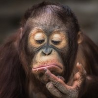 Monkey PFP 5 - Free profile picture