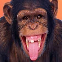 Monkey PFP 7 - Free profile picture