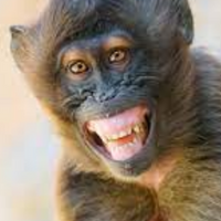 Monkey PFP 8 - Free profile picture