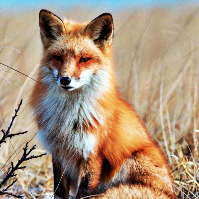 Therian PFP 1 - Free profile picture