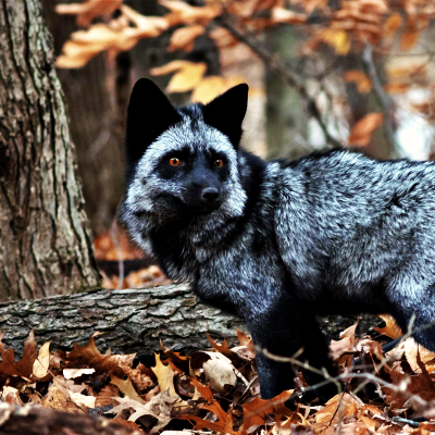 Therian PFP 3 - Free profile picture